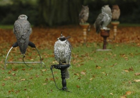 Leer over de verschillende soorten roofvogels...